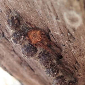 Backobourkia sp. (genus) at Cook, ACT - 4 Dec 2019