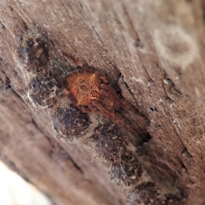 Backobourkia (genus) (An orb weaver) at Cook, ACT - 4 Dec 2019 by CathB