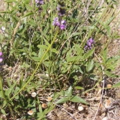 Cullen microcephalum (Dusky Scurf-pea) at Palmerston, ACT - 28 Nov 2019 by MichaelMulvaney