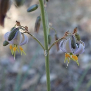 Dianella sp. aff. longifolia (Benambra) at Cook, ACT - 4 Dec 2019