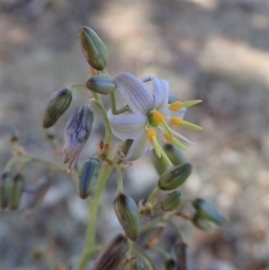 Dianella sp. aff. longifolia (Benambra) at Cook, ACT - 4 Dec 2019 05:53 PM