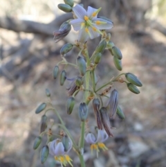 Dianella sp. aff. longifolia (Benambra) at Cook, ACT - 4 Dec 2019 05:53 PM