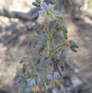 Dianella sp. aff. longifolia (Benambra) at Cook, ACT - 4 Dec 2019