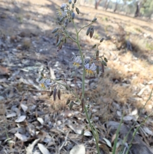 Dianella sp. aff. longifolia (Benambra) at Cook, ACT - 4 Dec 2019 05:53 PM