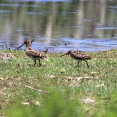 Gallinago hardwickii at Fyshwick, ACT - 4 Dec 2019 11:57 AM