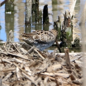 Gallinago hardwickii at Fyshwick, ACT - 4 Dec 2019 11:57 AM