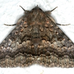 Eudesmeola lawsoni (Lawson's Night Moth) at Ainslie, ACT - 23 Nov 2019 by jb2602