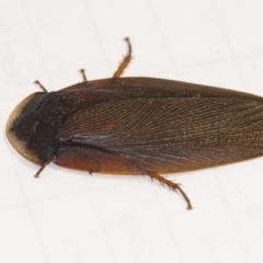 Laxta granicollis (Common bark or trilobite cockroach) at Acton, ACT - 4 Dec 2019 by WHall