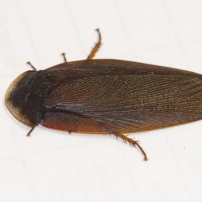 Laxta granicollis (Common bark or trilobite cockroach) at Acton, ACT - 4 Dec 2019 by WHall