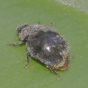 Coccinellidae (family) at Acton, ACT - 4 Dec 2019