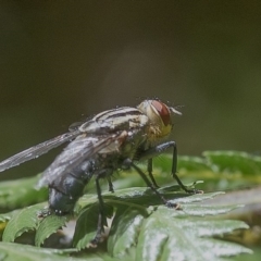 Sarcophagidae sp. (family) (Unidentified flesh fly) at Acton, ACT - 4 Dec 2019 by WHall