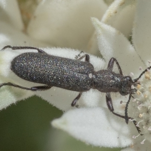 Eleale sp. (genus) at Acton, ACT - 4 Dec 2019 02:04 PM