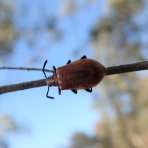 Ecnolagria grandis at Cook, ACT - 4 Dec 2019