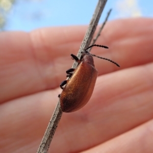 Ecnolagria grandis at Cook, ACT - 4 Dec 2019 05:49 PM