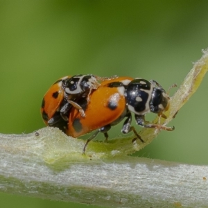 Hippodamia variegata at Acton, ACT - 4 Dec 2019 02:08 PM