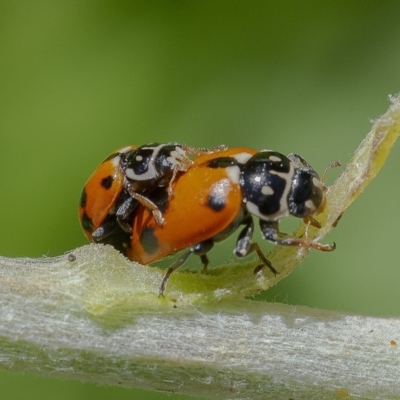 Hippodamia variegata (Spotted Amber Ladybird) at Acton, ACT - 4 Dec 2019 by WHall