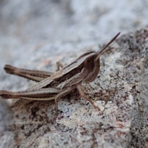 Macrotona australis at Cook, ACT - 4 Dec 2019 05:00 PM