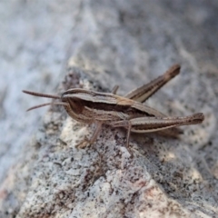 Macrotona australis at Cook, ACT - 4 Dec 2019 05:00 PM