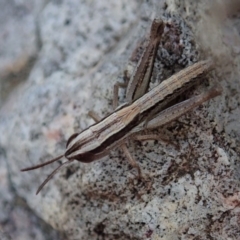 Macrotona australis at Cook, ACT - 4 Dec 2019 05:00 PM