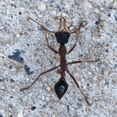 Myrmecia nigriceps (Black-headed bull ant) at Hughes, ACT - 4 Dec 2019 by ruthkerruish