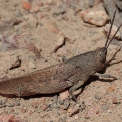 Goniaea carinata (Black kneed gumleaf grasshopper) at Mount Painter - 1 Dec 2019 by CathB