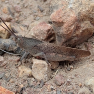 Goniaea carinata at Cook, ACT - 1 Dec 2019 12:56 PM