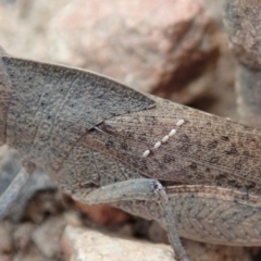 Goniaea carinata at Cook, ACT - 1 Dec 2019 12:56 PM