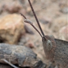 Goniaea carinata at Cook, ACT - 1 Dec 2019 12:56 PM