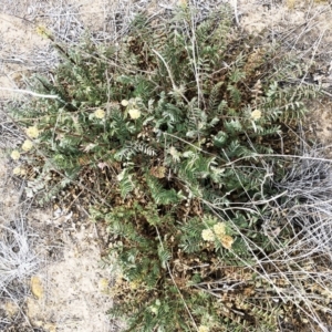 Sanguisorba minor at Hackett, ACT - 2 Dec 2019