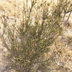 Callistemon sp. (A Bottlebrush) at Hackett, ACT - 2 Dec 2019 by ruthkerruish