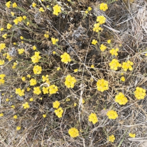 Chrysocephalum apiculatum at Hackett, ACT - 2 Dec 2019 10:00 AM