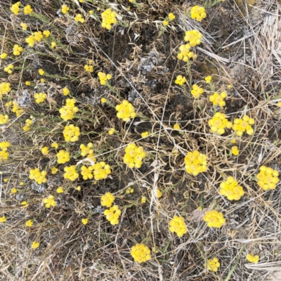 Chrysocephalum apiculatum (Common Everlasting) at Hackett, ACT - 1 Dec 2019 by ruthkerruish