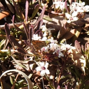 Ocybadistes walkeri at Aranda, ACT - 5 Dec 2019