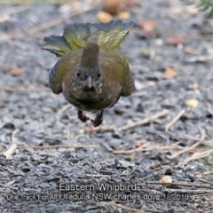 Psophodes olivaceus (Eastern Whipbird) at Ulladulla Reserves Bushcare - 24 Nov 2019 by Charles Dove