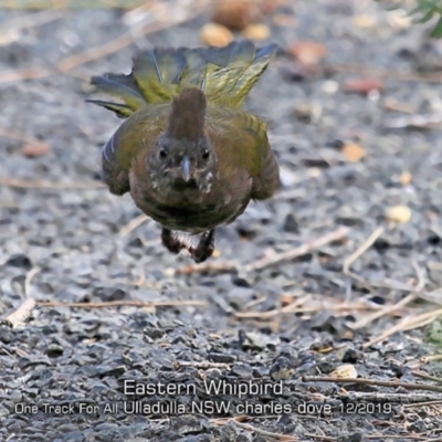 Psophodes olivaceus (Eastern Whipbird) at Ulladulla Reserves Bushcare - 24 Nov 2019 by Charles Dove
