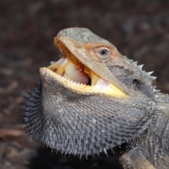 Pogona barbata (Eastern Bearded Dragon) at Acton, ACT - 3 Dec 2019 by TimL