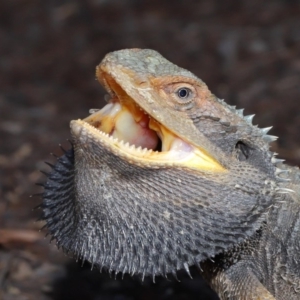 Pogona barbata at Acton, ACT - 4 Dec 2019