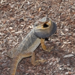 Pogona barbata at Acton, ACT - 4 Dec 2019