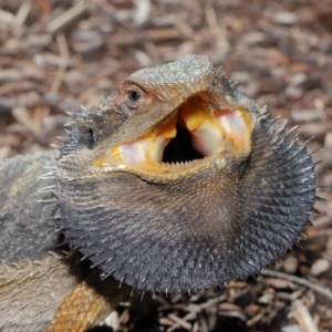 Pogona barbata at Acton, ACT - 4 Dec 2019