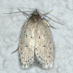 Eulechria undescribed species (A concealer moth) at Ainslie, ACT - 25 Nov 2019 by jbromilow50