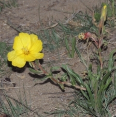 Oenothera stricta subsp. stricta (Common Evening Primrose) at Pine Island to Point Hut - 11 Nov 2019 by michaelb