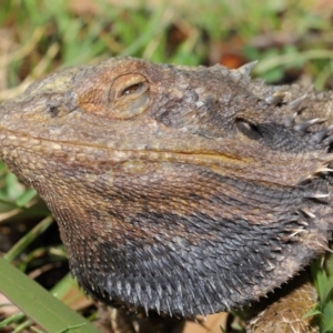 Pogona barbata at Acton, ACT - suppressed