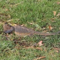 Pogona barbata at Acton, ACT - 4 Dec 2019