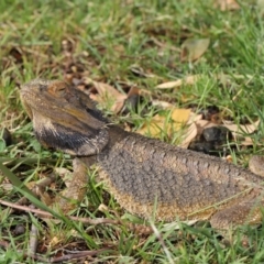 Pogona barbata at Acton, ACT - 4 Dec 2019