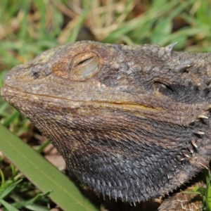 Pogona barbata at Acton, ACT - 4 Dec 2019