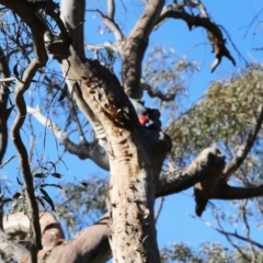 Callocephalon fimbriatum (Gang-gang Cockatoo) at Acton, ACT - 5 Dec 2019 by HelenCross