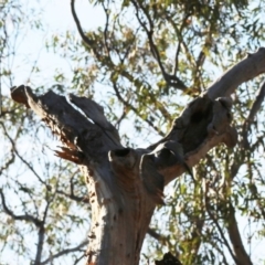 Callocephalon fimbriatum at Acton, ACT - suppressed