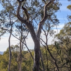 Callocephalon fimbriatum at Acton, ACT - suppressed