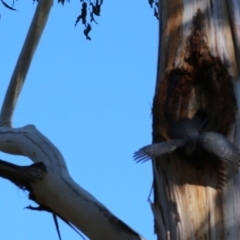 Callocephalon fimbriatum at Acton, ACT - suppressed