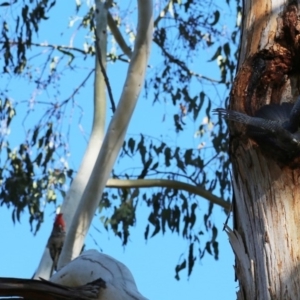 Callocephalon fimbriatum at Acton, ACT - suppressed